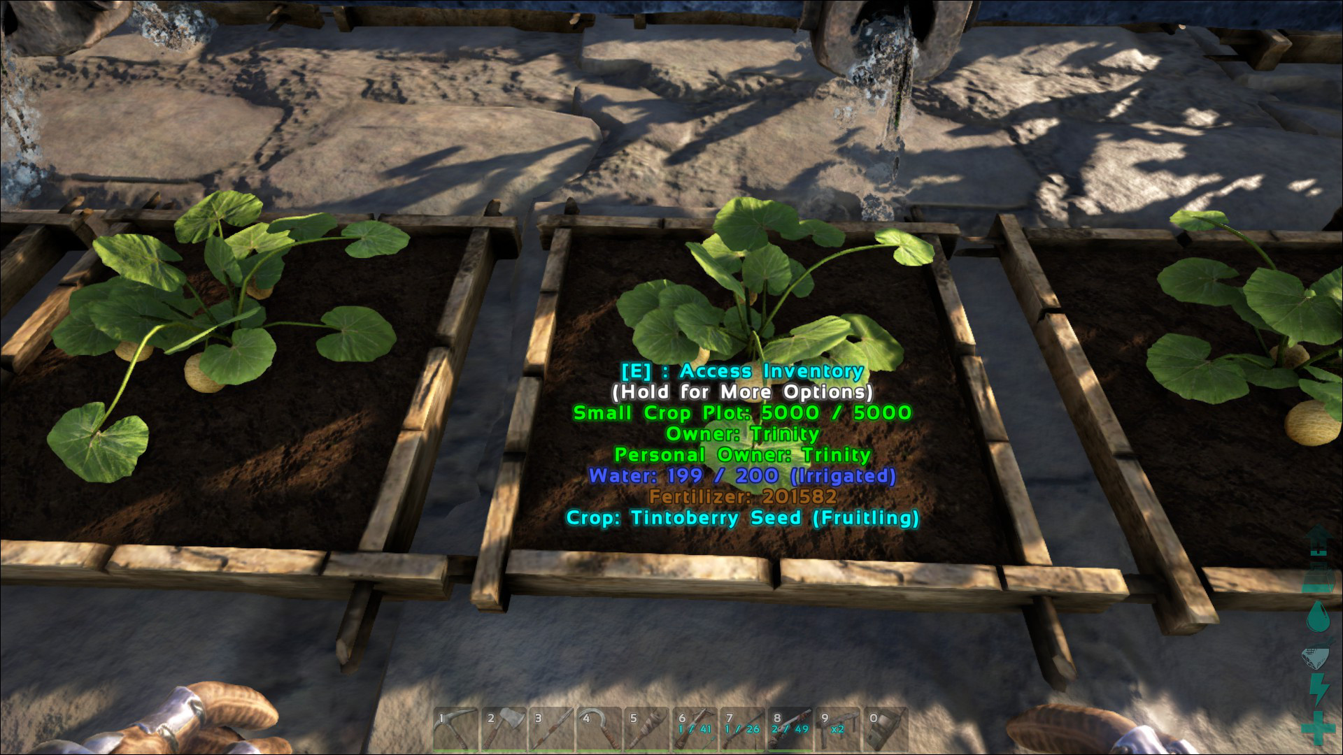 Tintoberries can be grown in any size Crop Plot in Ark. This image shows the Tintoberry growing in a Small Crop Plot.