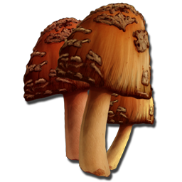 Rare Mushrooms are found in very few regions on the Ark and are used in some of the Rockwell Recipes.